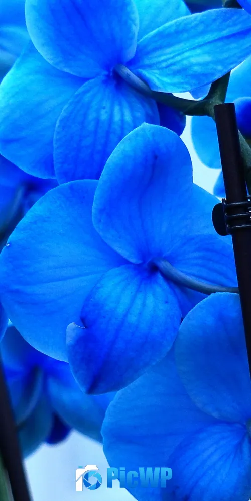 Blue orchids Orchid flowers 3K Mobile Wallpaper