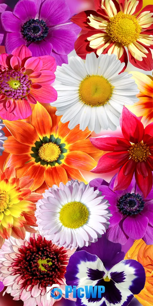 Daisy flowers Floral Background 3K Mobile Wallpaper