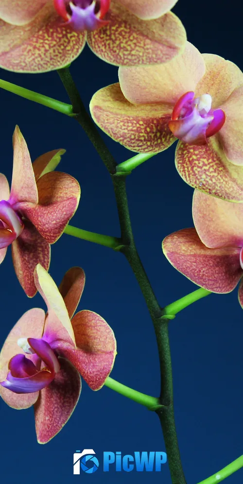 Orchid flowers Blue background 3K Mobile Wallpaper