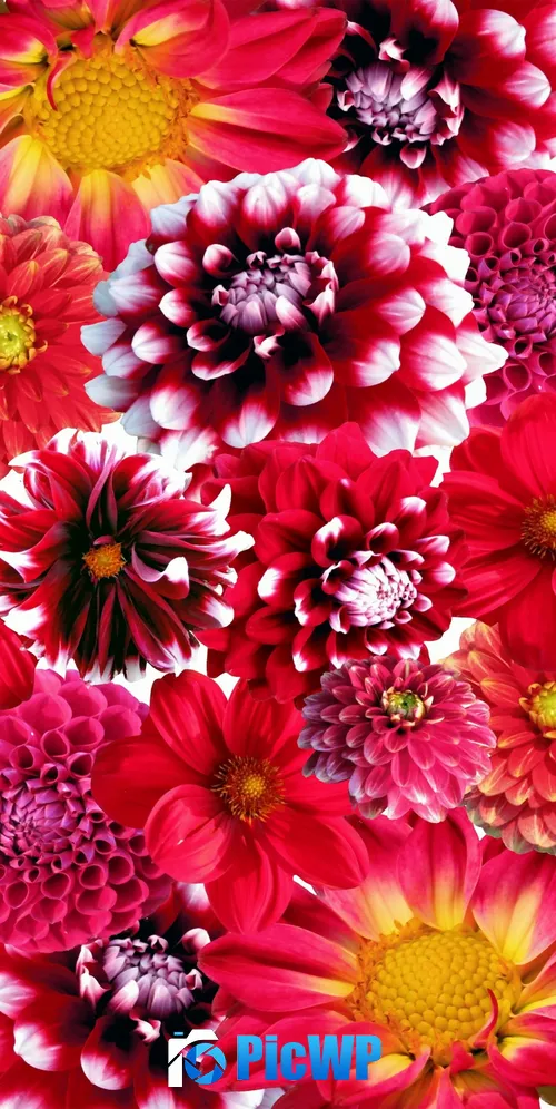 Dahlia flowers Red flowers 3K Mobile Wallpaper