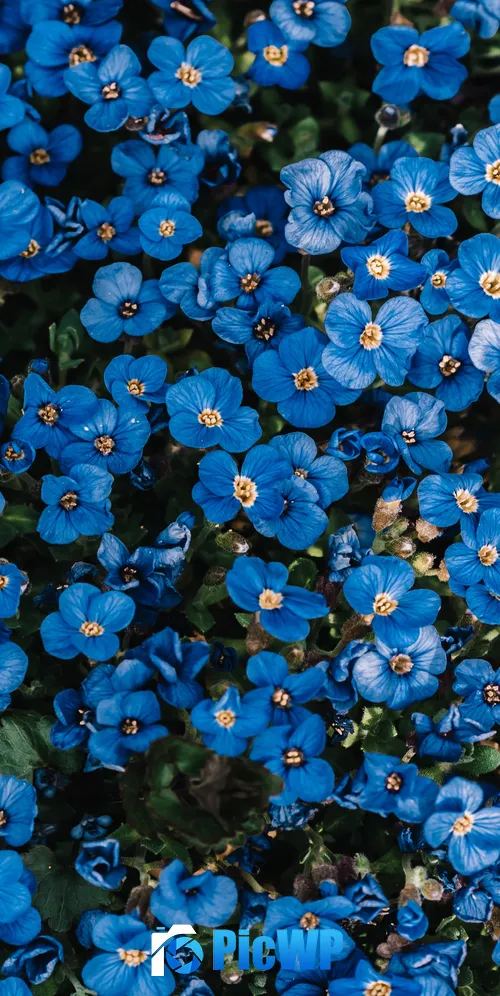 Blue flowers Flower garden 3K Mobile Wallpaper