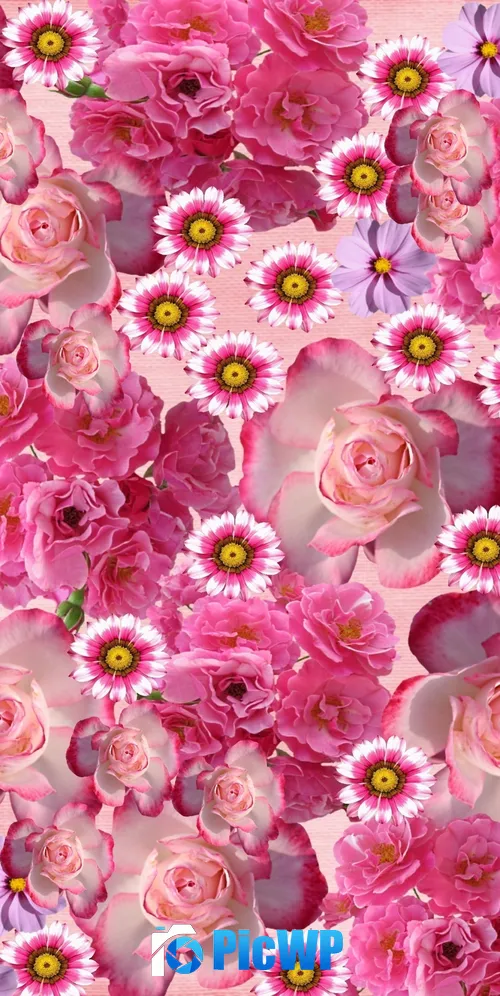 Rose flowers Pink flowers 3K Mobile Wallpaper