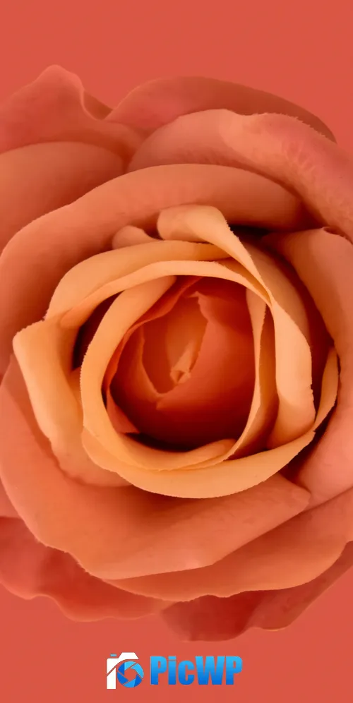 Orange flower Orange background 3K Mobile Wallpaper