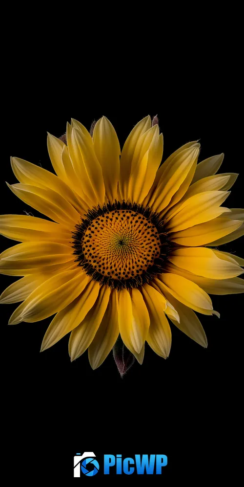 Sunflower Yellow flower 3K Mobile Wallpaper