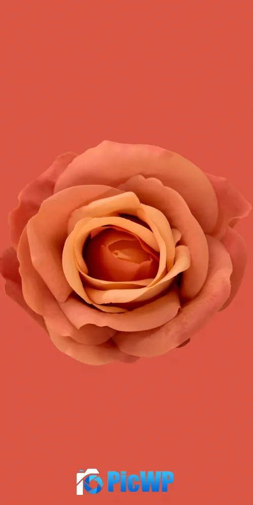 Orange flower Orange Rose 3K Mobile Wallpaper