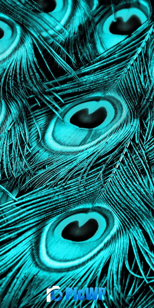 Peacock feathers Turquoise background 3K Mobile Wallpaper