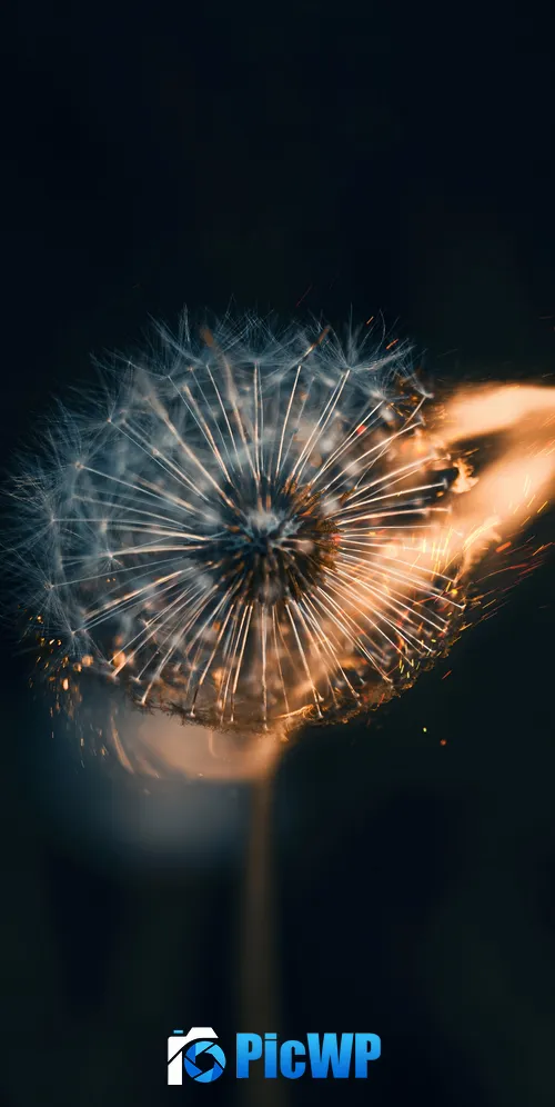 Dandelion flower Fire 3K Mobile Wallpaper
