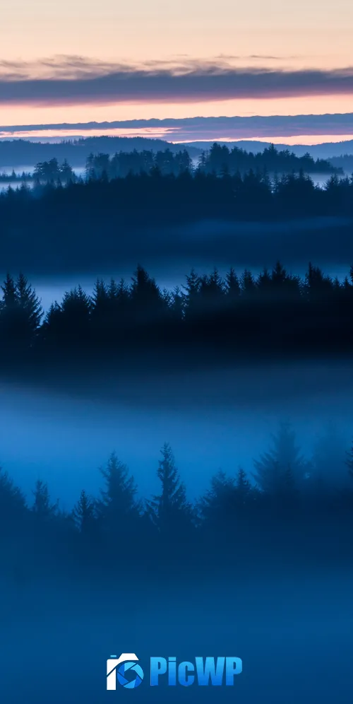 Forest Sunrise 3K Mobile Wallpaper