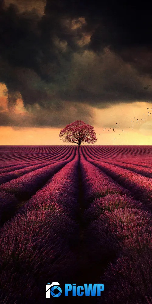 Lavender farm Lone tree 3K Mobile Wallpaper