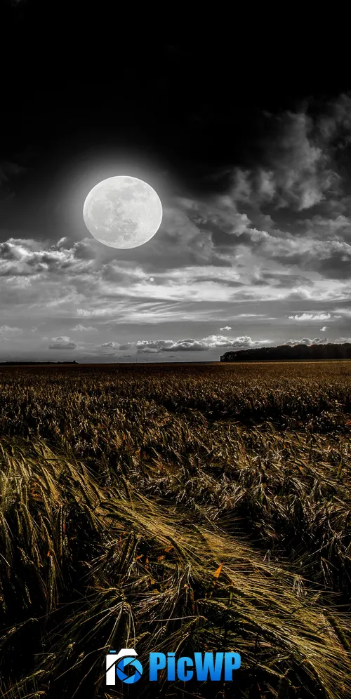 Full moon Grass field 3K Mobile Wallpaper