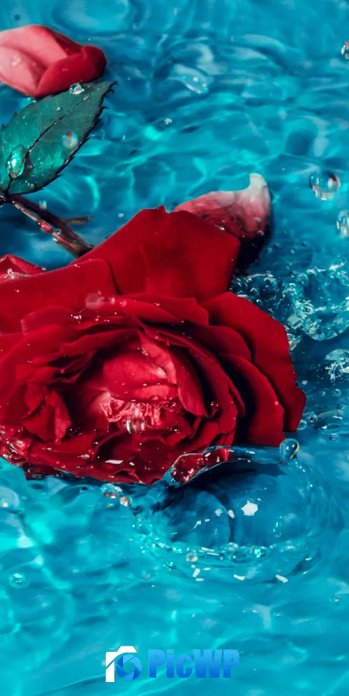 Red Rose Rose flower 3K Mobile Wallpaper