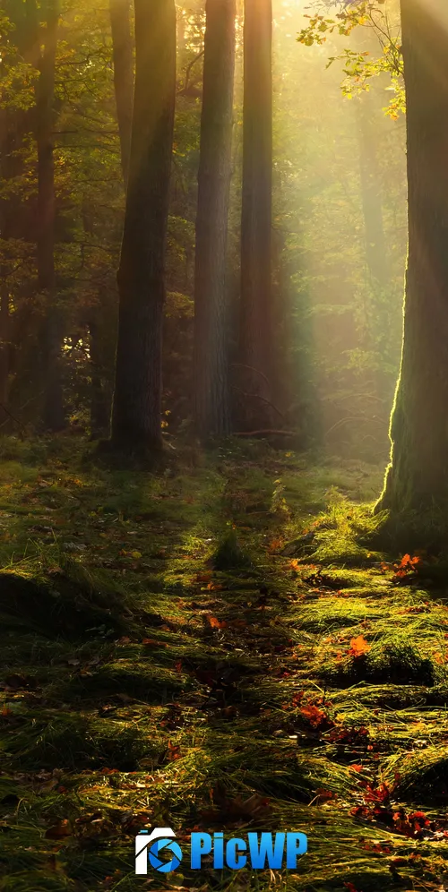 Forest Light 3K Mobile Wallpaper