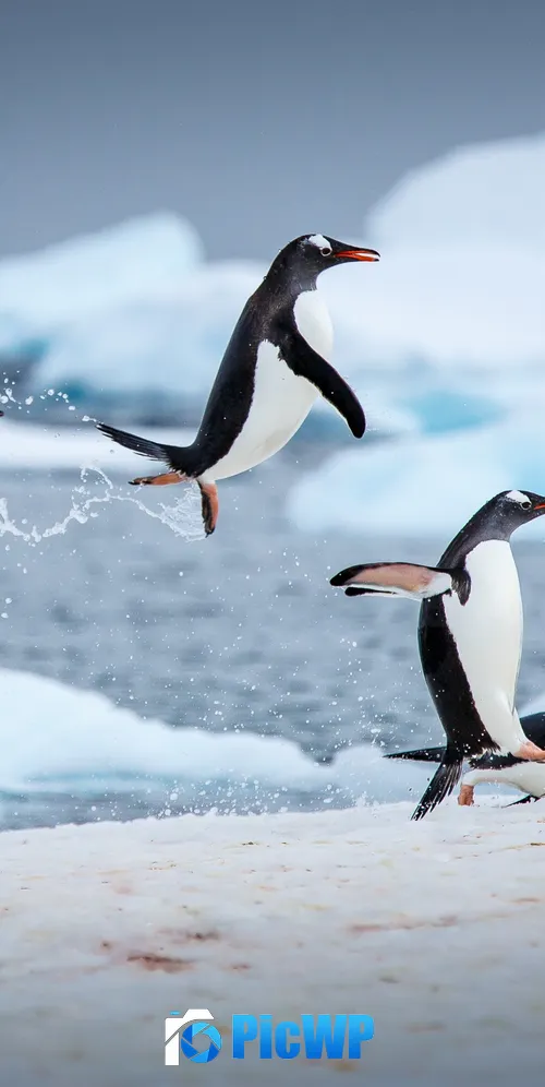 Gentoo penguins Antarctica 3K Mobile Wallpaper