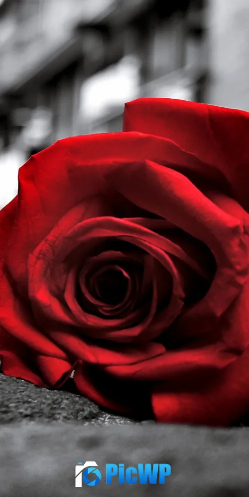 Red Rose Monochrome background 3K Mobile Wallpaper