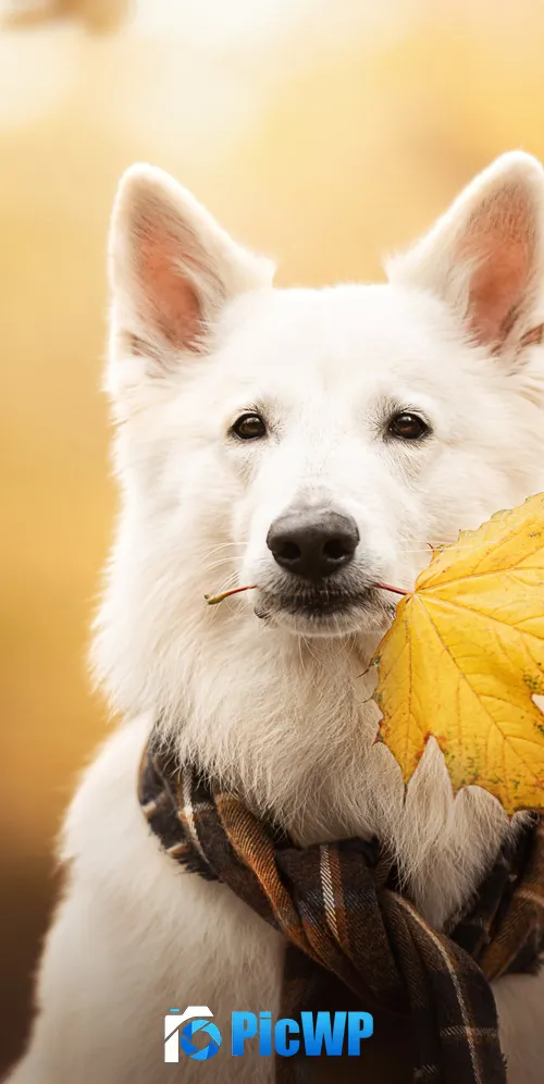 White Swiss Shepherd Dog Breed Dog 3K Mobile Wallpaper