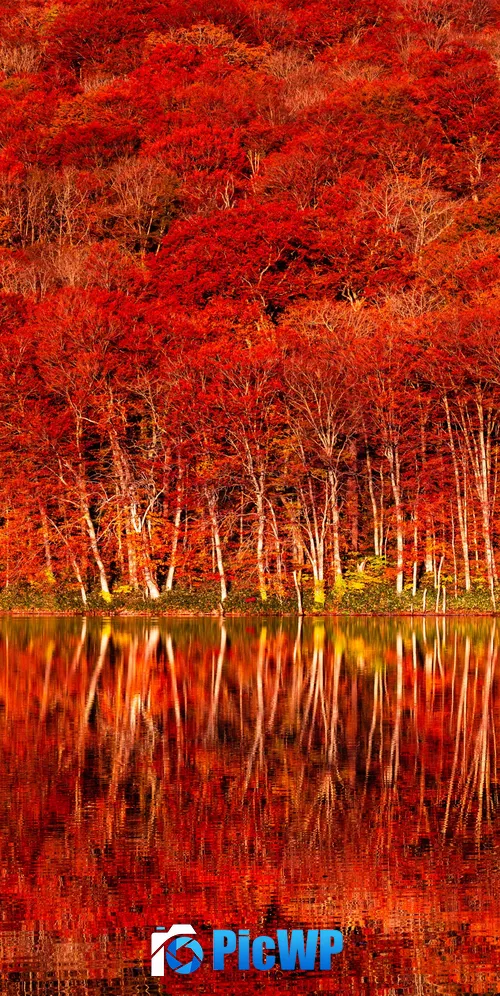Autumn colors Tohoku 3K Mobile Wallpaper