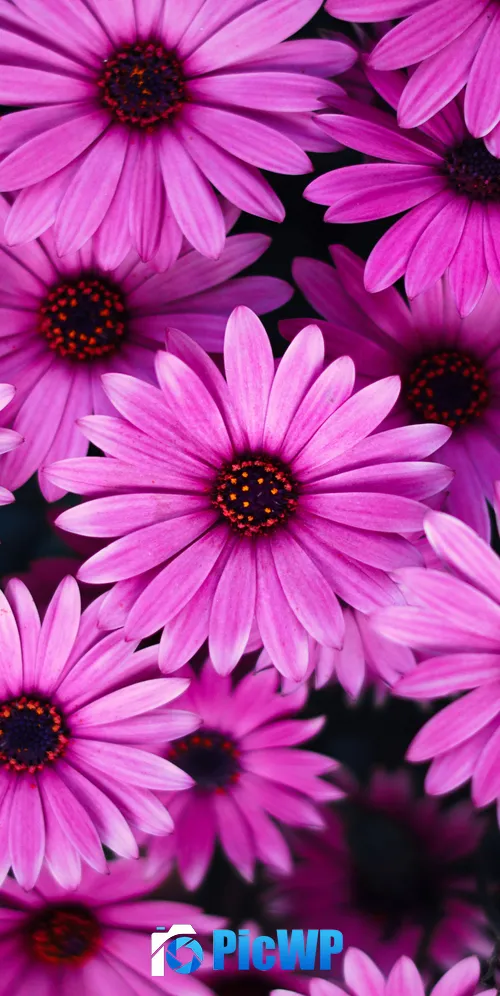Daisy flowers Pink flowers 3K Mobile Wallpaper