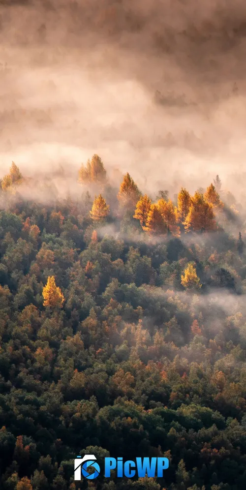 Autumn Forest Morning light 3K Mobile Wallpaper