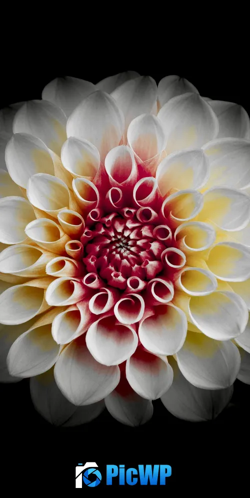 White Dahlia Black background 3K Mobile Wallpaper