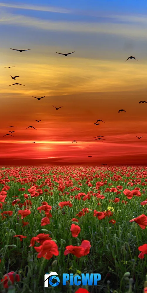 Poppy flowers Poppy Field 3K Mobile Wallpaper