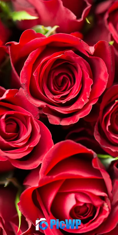Red Roses Red flowers 3K Mobile Wallpaper