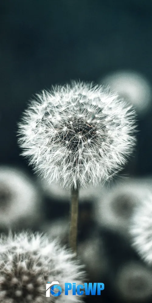 Dandelion flower Flower garden 3K Mobile Wallpaper
