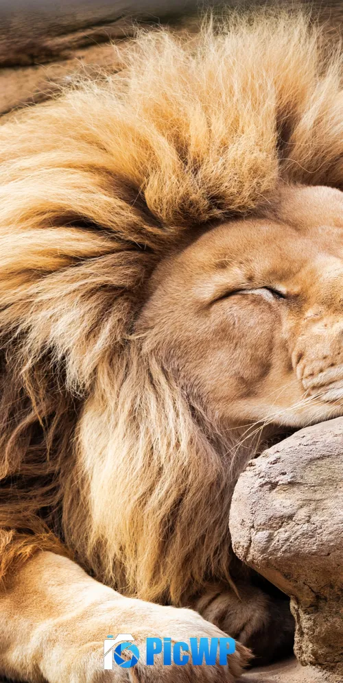 Lion Sleeping Lion 3K Mobile Wallpaper