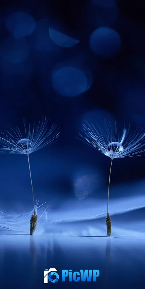 Dandelion flowers Water drops 3K Mobile Wallpaper