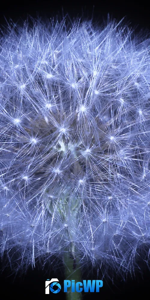 Dandelion flower Black background 3K Mobile Wallpaper