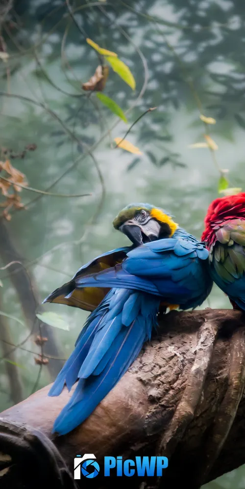Macaw birds Bird Couple 3K Mobile Wallpaper