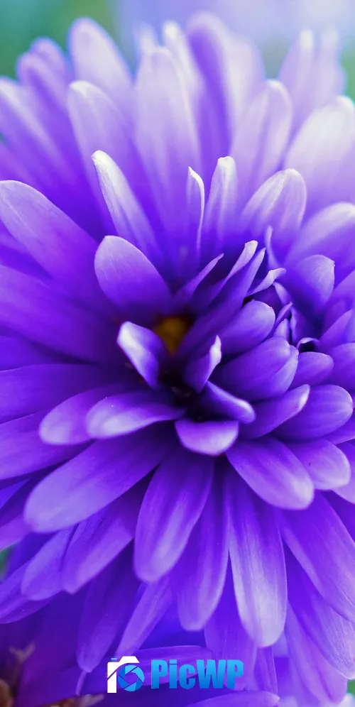 Herbstaster flower Violet flowers 3K Mobile Wallpaper
