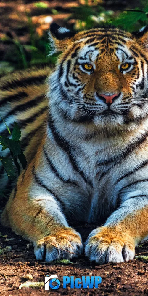 Bengal Tiger Forest 3K Mobile Wallpaper