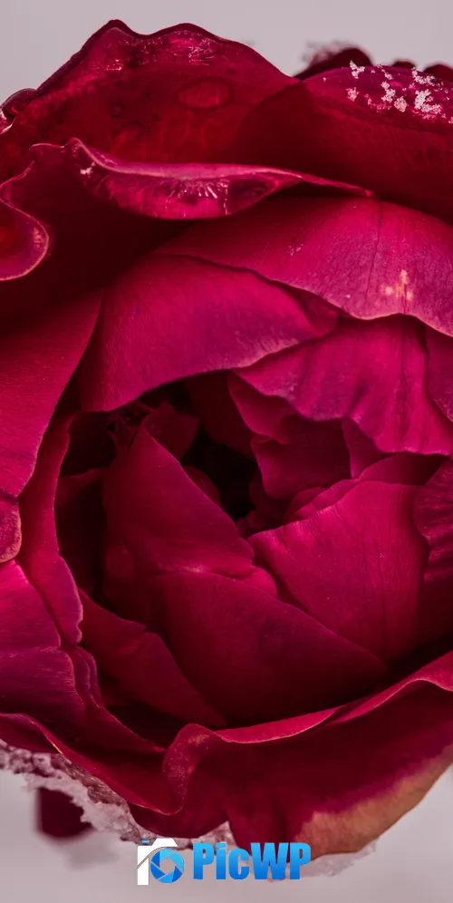Rose flower Red Rose 3K Mobile Wallpaper