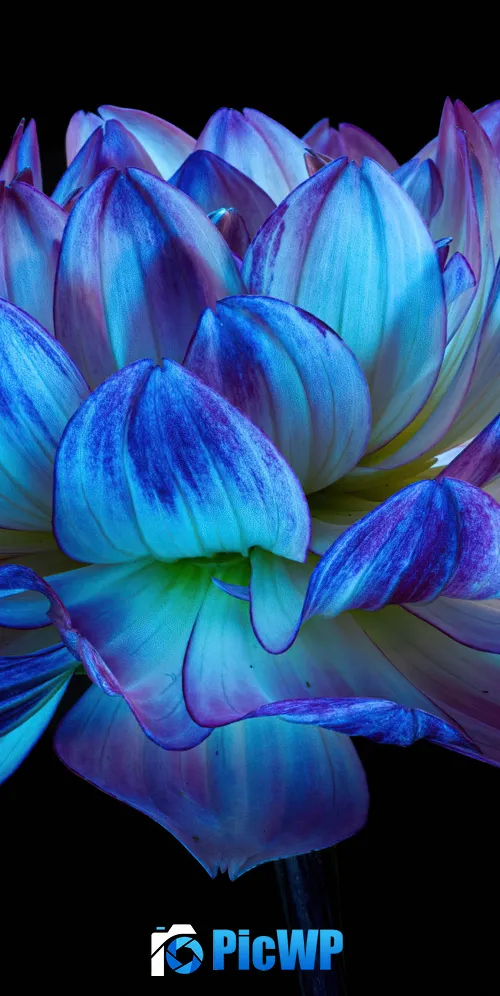 Dahlia flower Blue flower 3K Mobile Wallpaper