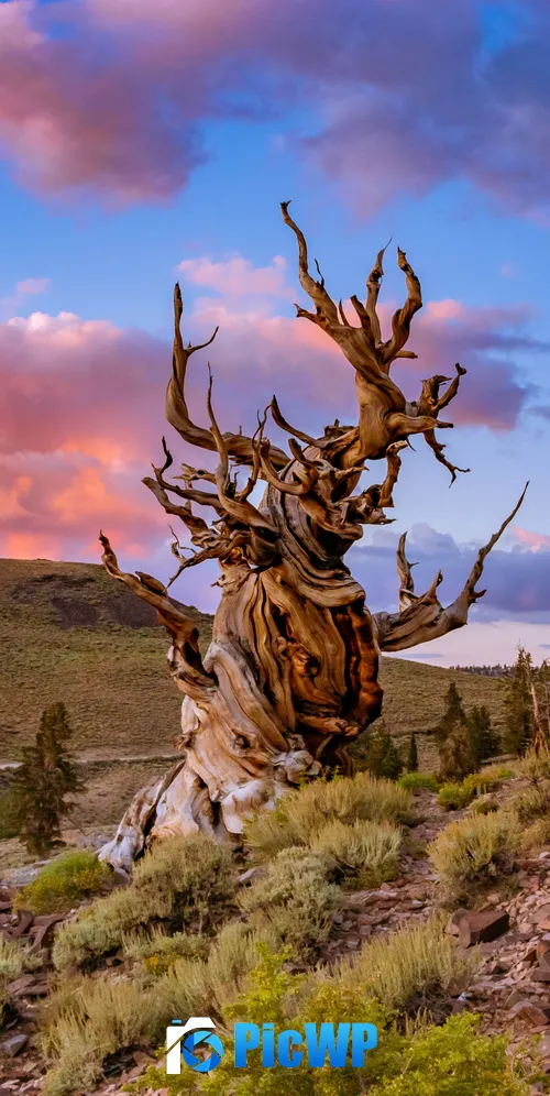 Bristlecone pine tree Lone tree 3K Mobile Wallpaper