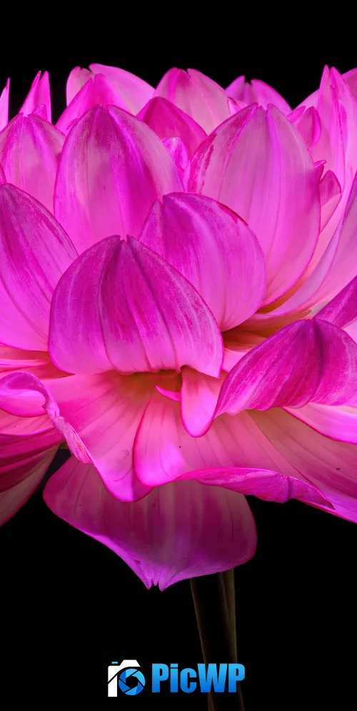 Dahlia flower Pink flower 3K Mobile Wallpaper