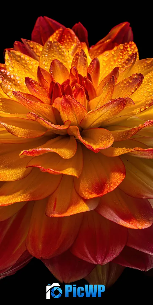 Dahlia flower 3K Mobile Wallpaper