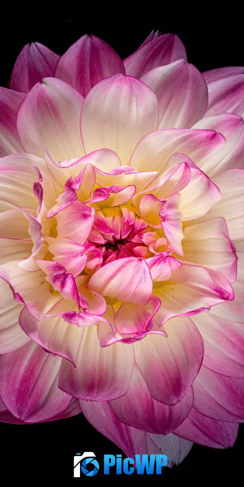 Dahlia flower 3K Mobile Wallpaper