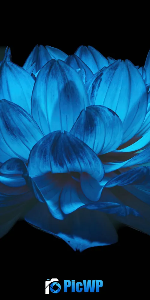 Dahlia flower AMOLED 3K Mobile Wallpaper