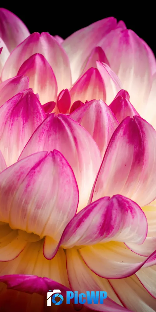 Pink flower Dahlia flower 3K Mobile Wallpaper