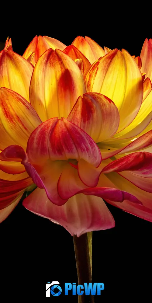 Dahlia flower Black background 3K Mobile Wallpaper