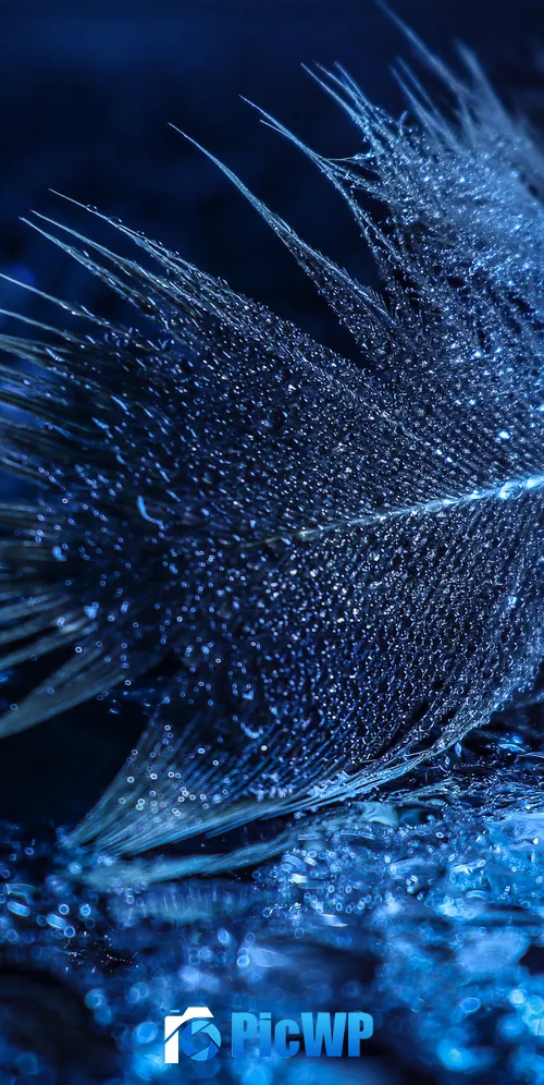 Feather Wet 3K Mobile Wallpaper