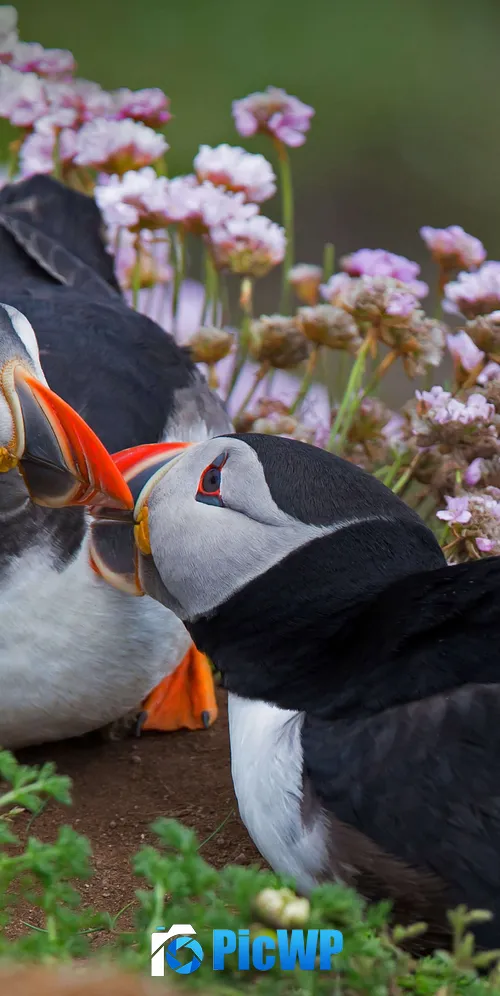 Atlantic puffin Together 3K Mobile Wallpaper