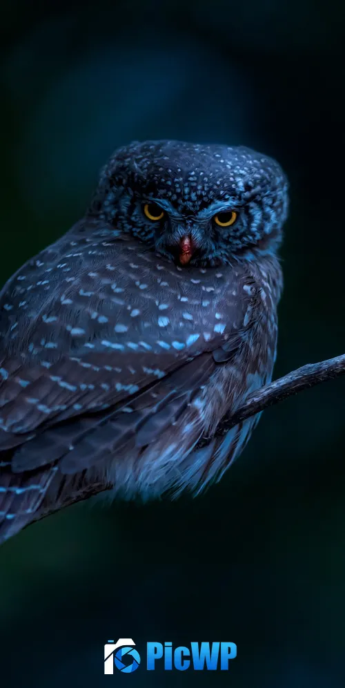Eurasian pygmy owl Bird 3K Mobile Wallpaper
