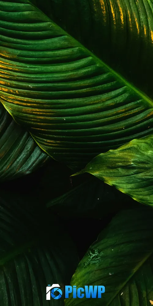 Tropical Green leaves 3K Mobile Wallpaper