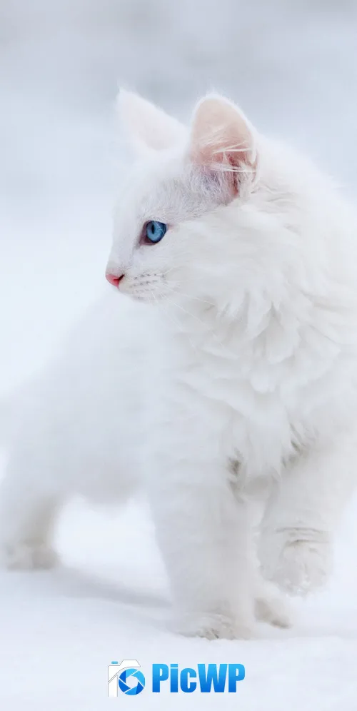Kitten White aesthetic 3K Mobile Wallpaper