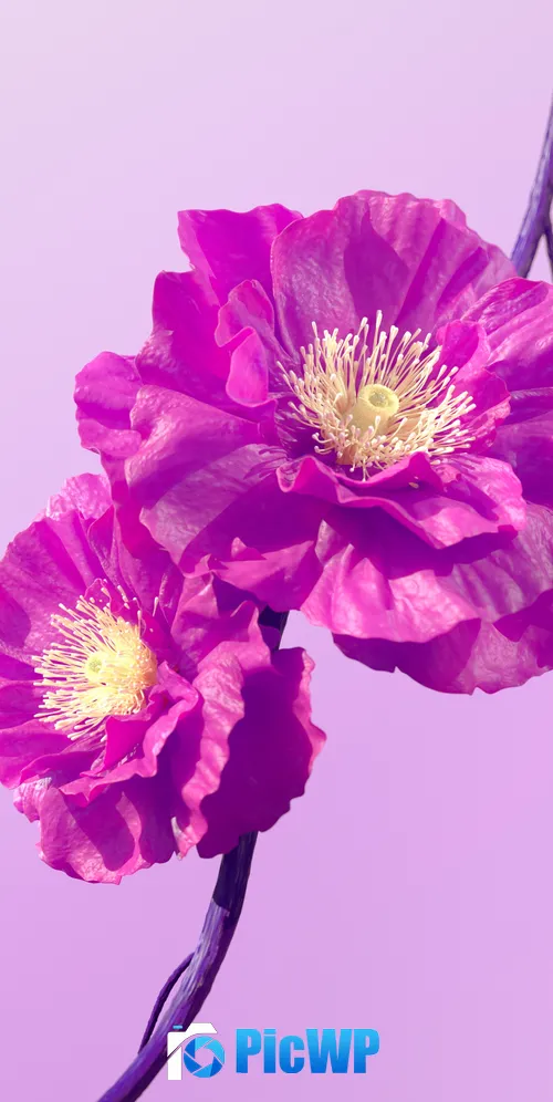 Hibiscus flowers Pink flowers 3K Mobile Wallpaper