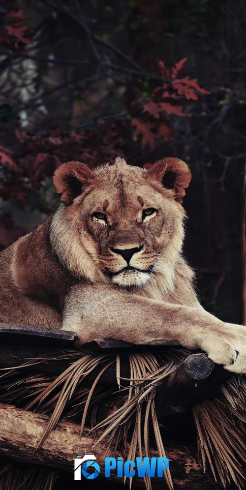 Lion 3K Mobile Wallpaper