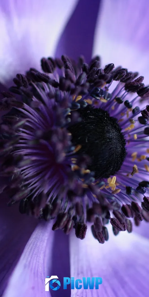 Purple Flower Aesthetic 3K Mobile Wallpaper