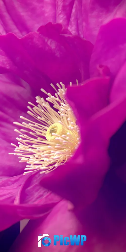 Hibiscus flowers Pink flower 3K Mobile Wallpaper